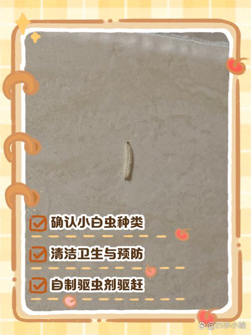 家里虫子多是什么原因，家里虫子多有什么兆头-第7张图片-屿企百科网