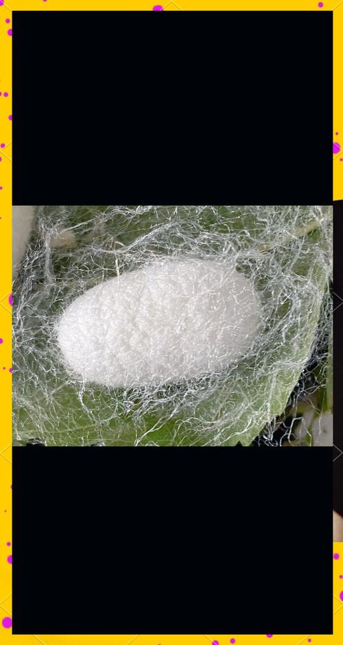 做蚕丝被为什么要杀蛹，做蚕丝被为什么要烫死蚕？-第3张图片-屿企百科网