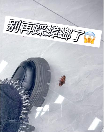 蟑螂为什么会四脚朝天的躺在地上,蟑螂无缘无故四脚朝天-第3张图片-屿企百科网 蟑螂为什么会四脚朝天的躺在地上,蟑螂无缘无故四脚朝天-第3张图片-屿企百科网