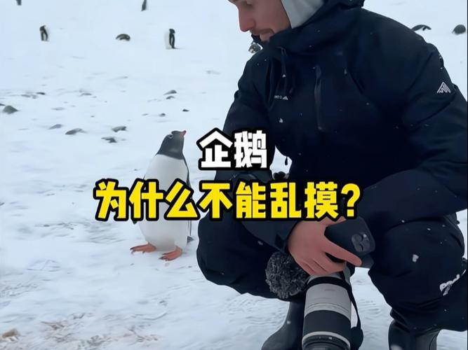 企鹅为什么不能摸?企鹅为什么不会滑倒?-第2张图片-屿企百科网 企鹅为什么不能摸?企鹅为什么不会滑倒?-第2张图片-屿企百科网