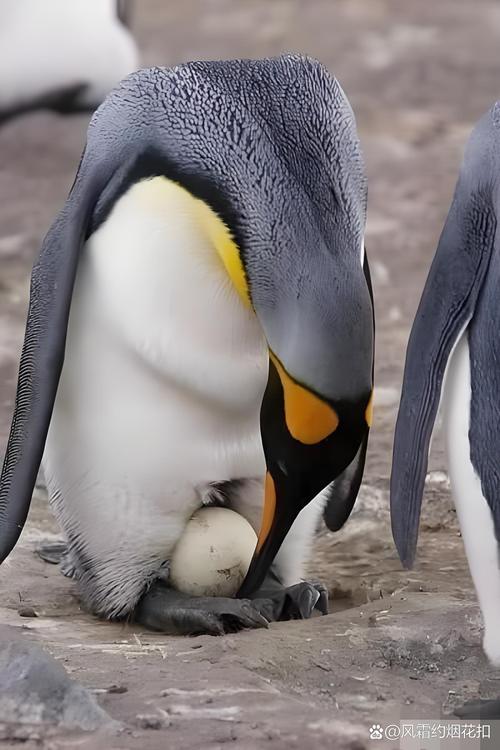 企鹅为什么不能摸?企鹅为什么不会滑倒?-第4张图片-屿企百科网 企鹅为什么不能摸?企鹅为什么不会滑倒?-第4张图片-屿企百科网