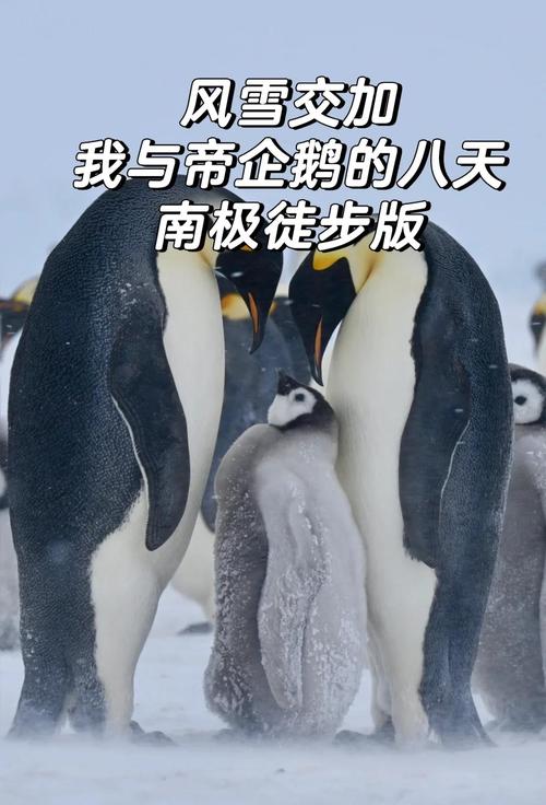 企鹅为什么不能摸?企鹅为什么不会滑倒?-第6张图片-屿企百科网 企鹅为什么不能摸?企鹅为什么不会滑倒?-第6张图片-屿企百科网