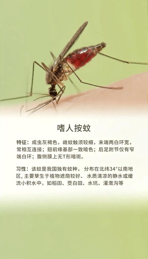 秋天的蚊子为什么比夏天的厉害？为什么秋天的蚊子更厉害的谚语？-第1张图片-屿企百科网