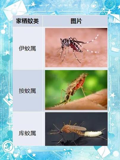 秋天的蚊子为什么比夏天的厉害？为什么秋天的蚊子更厉害的谚语？-第3张图片-屿企百科网