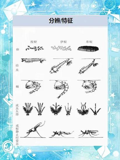 秋天的蚊子为什么比夏天的厉害？为什么秋天的蚊子更厉害的谚语？-第5张图片-屿企百科网