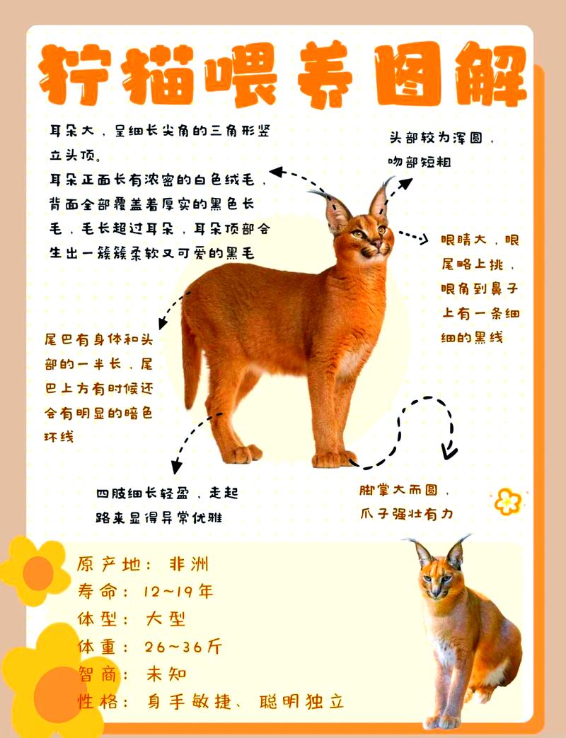 猫的天敌是什么动物？猫的天敌是什么动物 怕什么？-第1张图片-屿企百科网