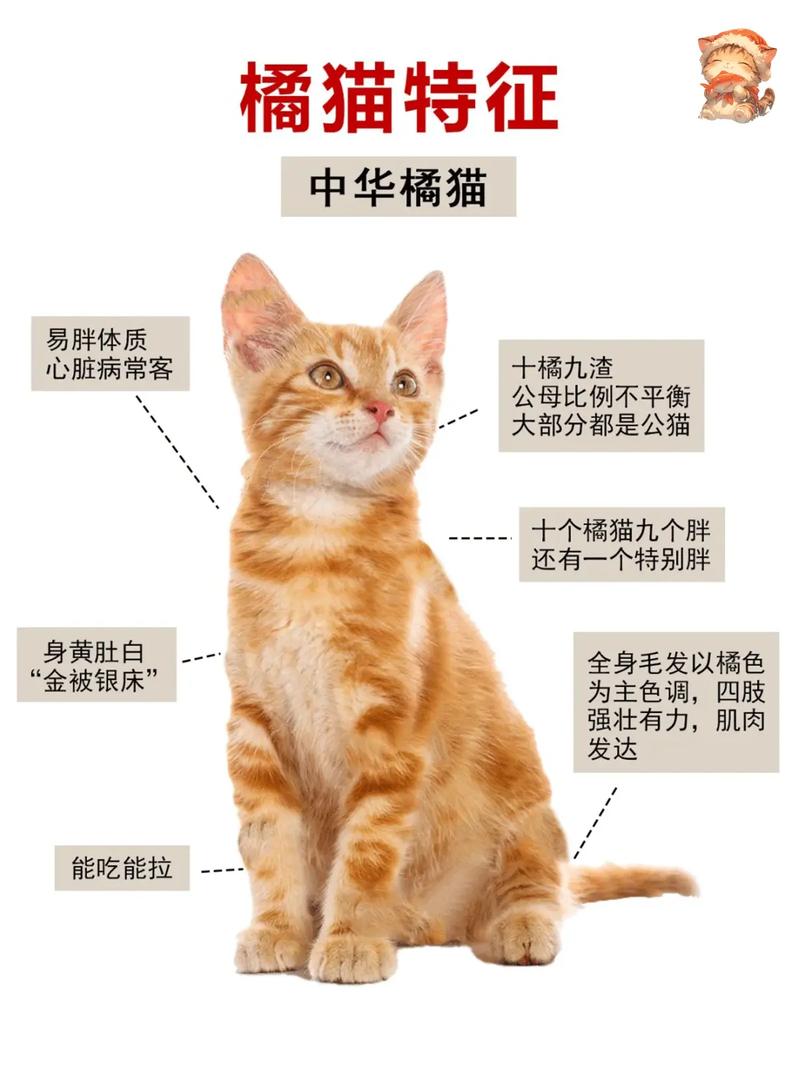 猫的天敌是什么动物？猫的天敌是什么动物 怕什么？-第2张图片-屿企百科网