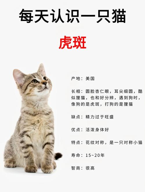 猫的天敌是什么动物？猫的天敌是什么动物 怕什么？-第3张图片-屿企百科网