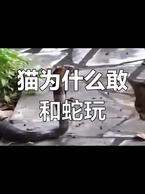 猫的天敌是什么动物？猫的天敌是什么动物 怕什么？-第5张图片-屿企百科网