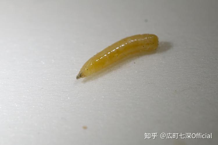 灶马蟋为什么会进屋？灶马蟋会不会咬人？-第1张图片-屿企百科网