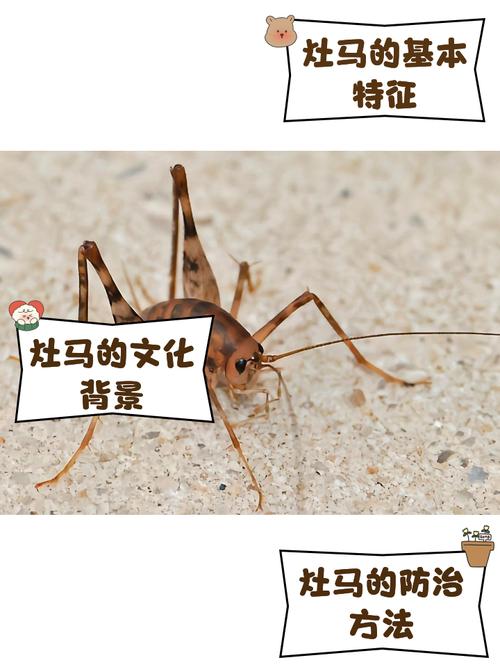 灶马蟋为什么会进屋？灶马蟋会不会咬人？-第3张图片-屿企百科网