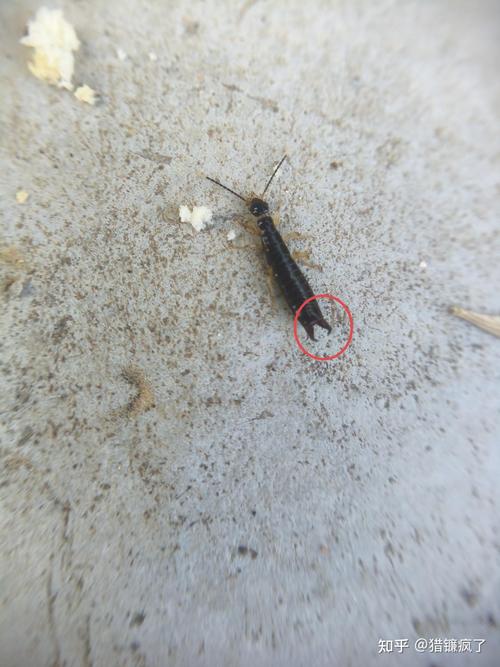 灶马蟋为什么会进屋？灶马蟋会不会咬人？-第5张图片-屿企百科网