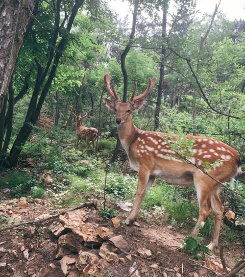 双阳区自然气候条件？双阳区气温多少度？-第4张图片-屿企百科网