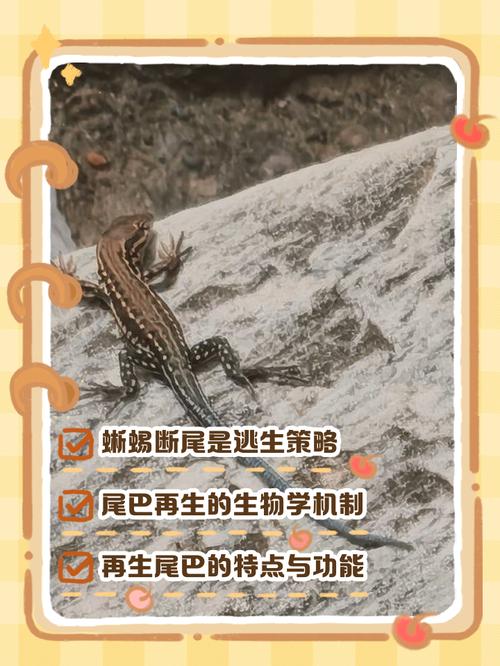 壁虎的尾巴为什么断了还能长出来，壁虎的尾巴断了为什么可以长出新的尾巴呢-第1张图片-屿企百科网