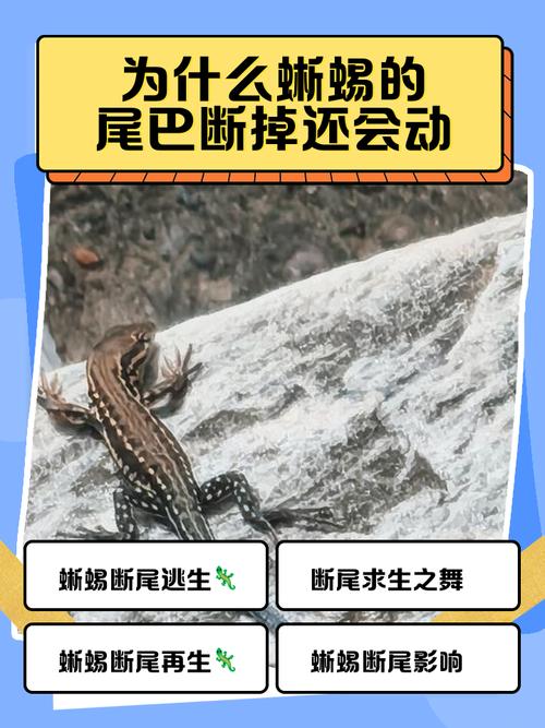 壁虎的尾巴为什么断了还能长出来，壁虎的尾巴断了为什么可以长出新的尾巴呢-第2张图片-屿企百科网