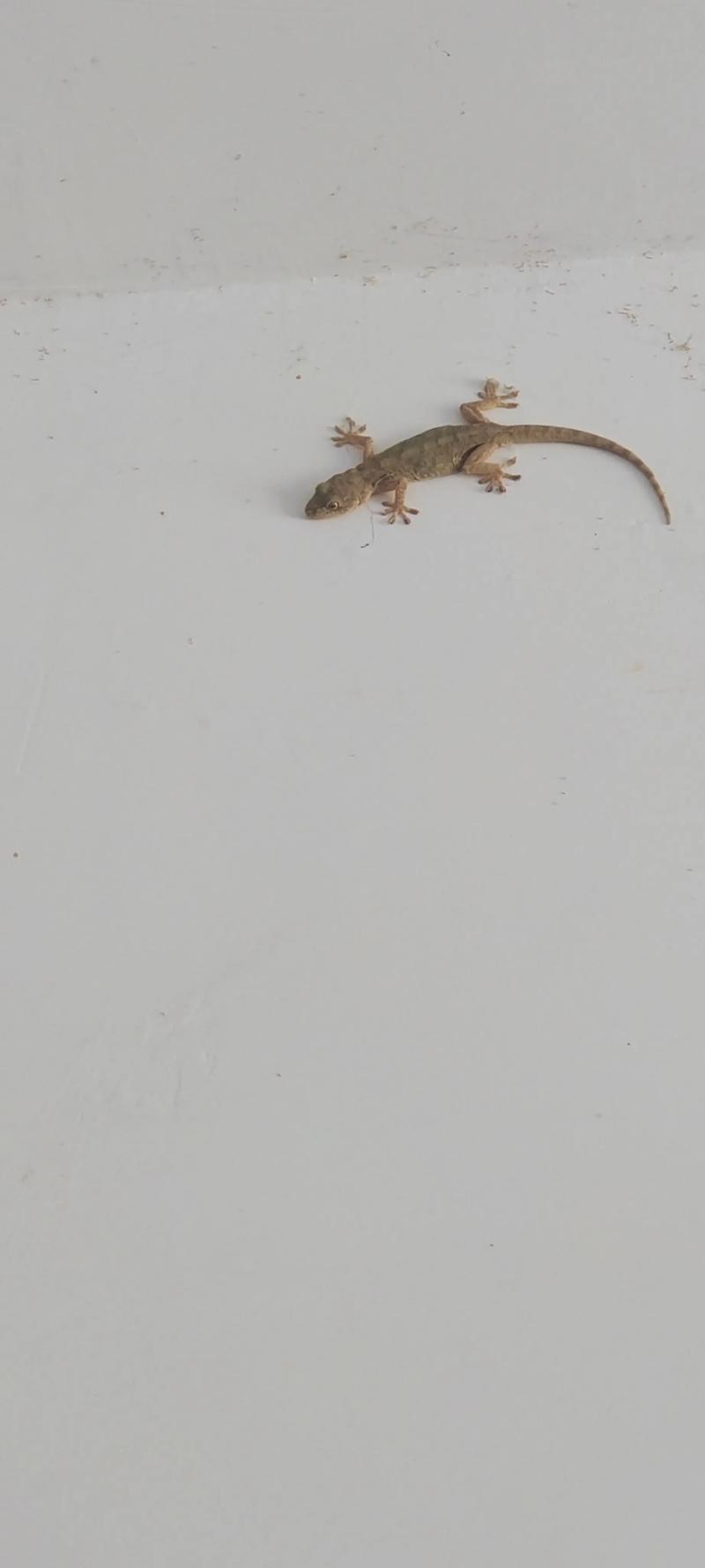 壁虎的尾巴为什么断了还能长出来，壁虎的尾巴断了为什么可以长出新的尾巴呢-第5张图片-屿企百科网