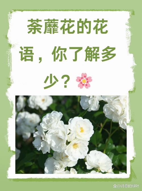 花开荼蘼下一句是什么,花开荼蘼啥意思-第2张图片-屿企百科网 花开荼蘼下一句是什么,花开荼蘼啥意思-第2张图片-屿企百科网