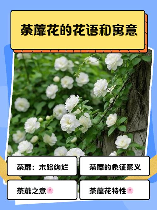 花开荼蘼下一句是什么,花开荼蘼啥意思-第1张图片-屿企百科网 花开荼蘼下一句是什么,花开荼蘼啥意思-第1张图片-屿企百科网