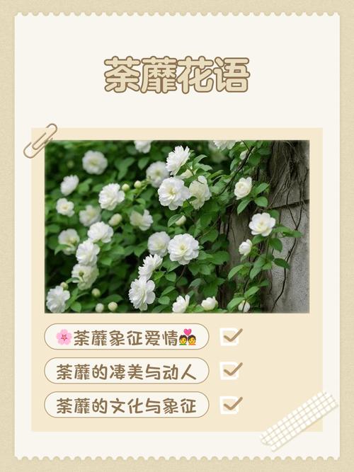 花开荼蘼下一句是什么,花开荼蘼啥意思-第5张图片-屿企百科网 花开荼蘼下一句是什么,花开荼蘼啥意思-第5张图片-屿企百科网