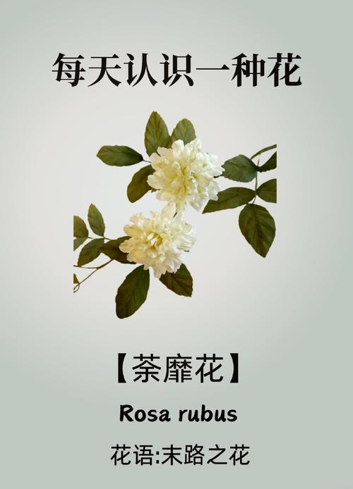 花开荼蘼下一句是什么,花开荼蘼啥意思-第8张图片-屿企百科网 花开荼蘼下一句是什么,花开荼蘼啥意思-第8张图片-屿企百科网