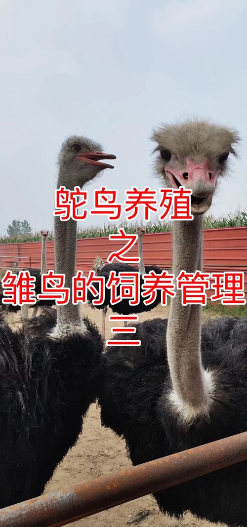 鸵鸟养殖需要什么气候？鸵鸟养殖适合的温度？-第3张图片-屿企百科网