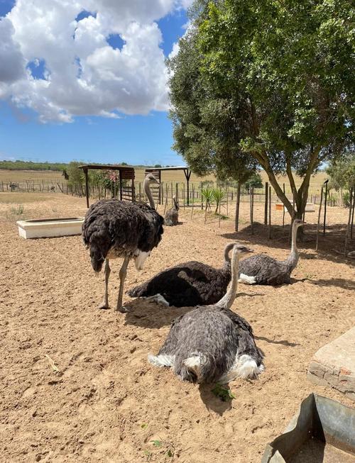 鸵鸟养殖需要什么气候？鸵鸟养殖适合的温度？-第4张图片-屿企百科网
