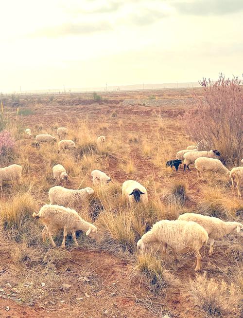 甘肃景泰最低气温，景泰县最低气温-第2张图片-屿企百科网