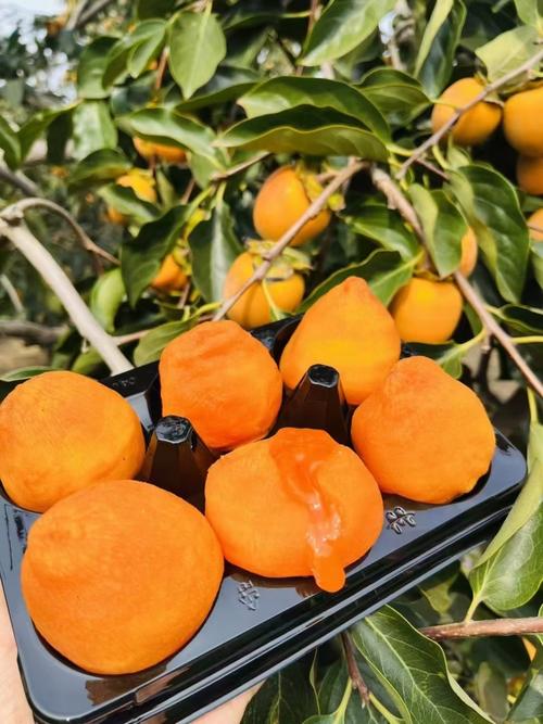 华阴市最冷气温？华阴冬天温度？-第2张图片-屿企百科网