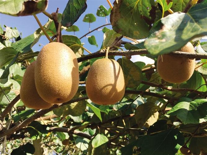 黔江区金溪镇气候条件，重庆市黔江区金溪镇清水村？-第7张图片-屿企百科网