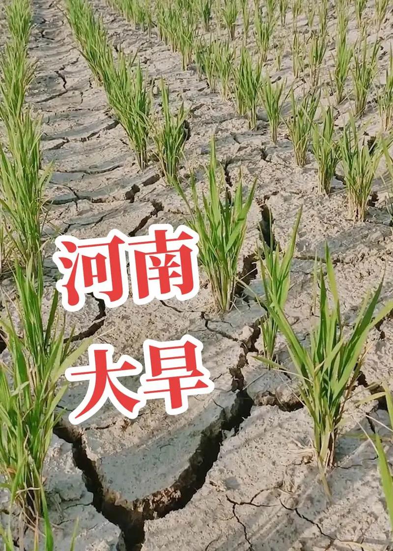 河南气候干旱吗？河南省干旱的是什么原因？-第1张图片-屿企百科网