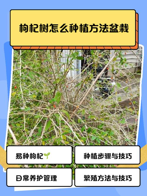 枸杞适合什么气候，枸杞适合什么季节？-第2张图片-屿企百科网