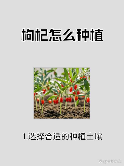 枸杞适合什么气候，枸杞适合什么季节？-第3张图片-屿企百科网