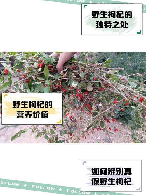 枸杞适合什么气候，枸杞适合什么季节？-第4张图片-屿企百科网