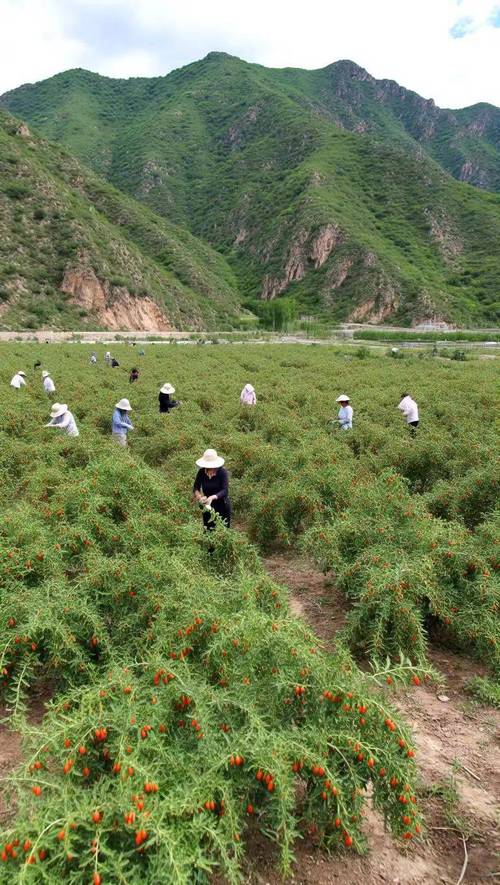 枸杞适合什么气候，枸杞适合什么季节？-第5张图片-屿企百科网