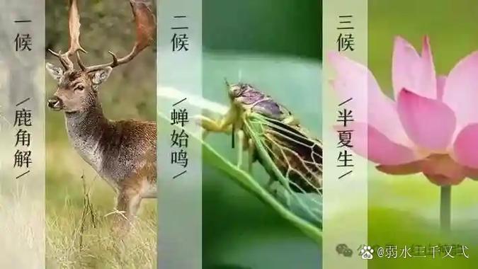 夏至限号吗，夏至查询-第4张图片-屿企百科网