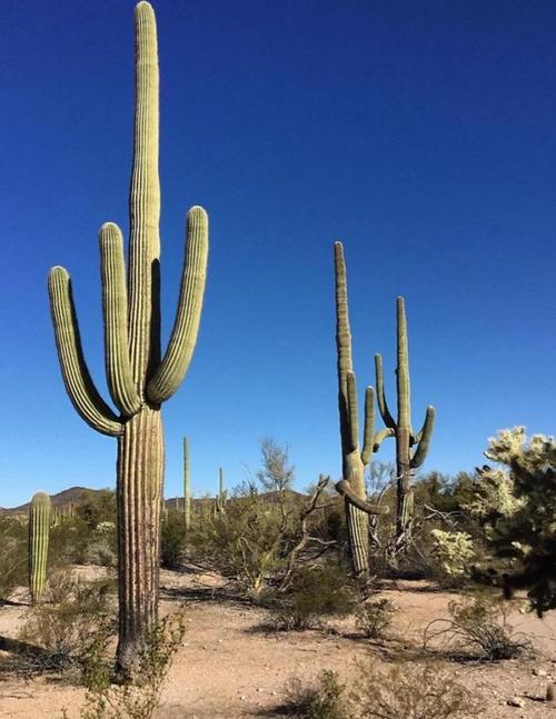 哪些生物可以调节气候，能调节气候？-第6张图片-屿企百科网