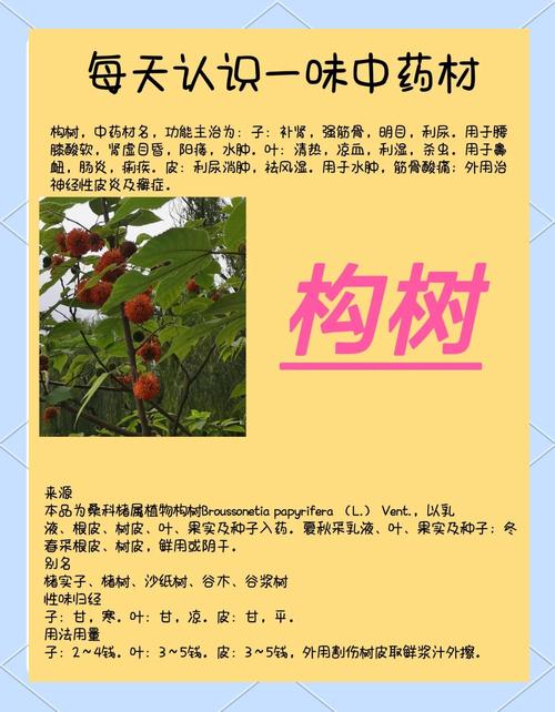 哪些生物可以调节气候，能调节气候？-第7张图片-屿企百科网