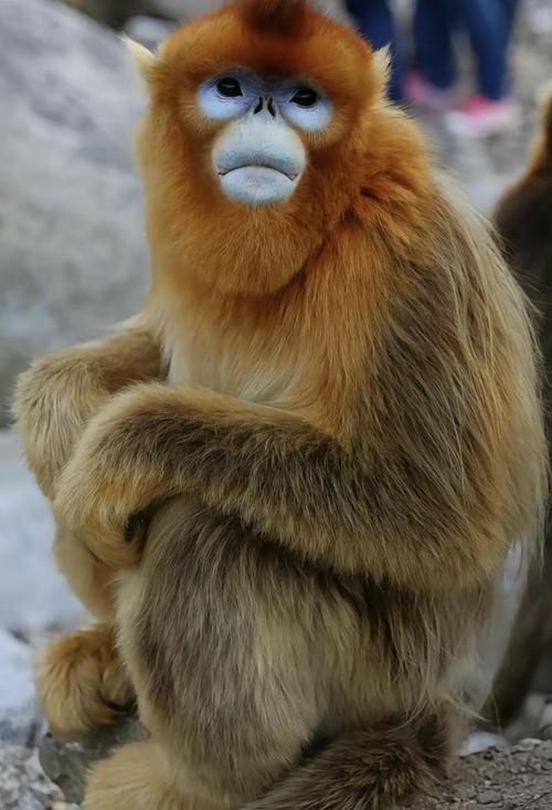 猴子喜欢什么气候，猴子喜欢什么气候环境？-第1张图片-屿企百科网