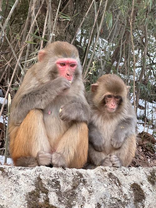 猴子喜欢什么气候，猴子喜欢什么气候环境？-第2张图片-屿企百科网