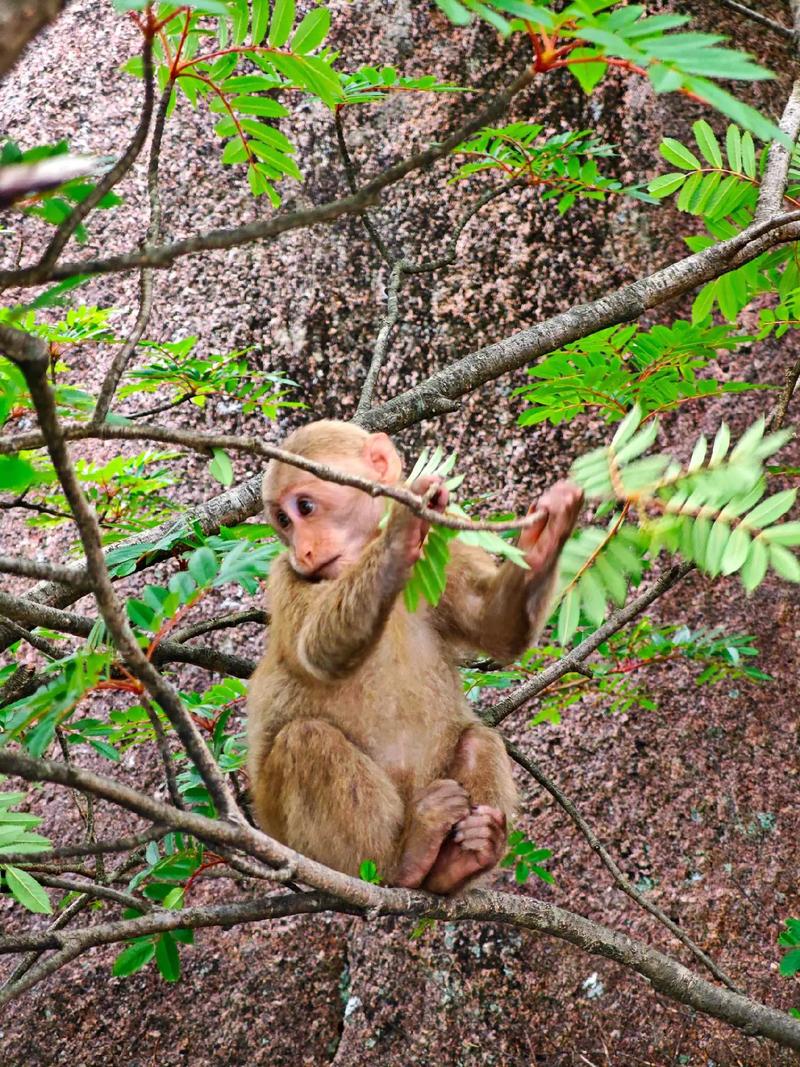 猴子喜欢什么气候，猴子喜欢什么气候环境？-第3张图片-屿企百科网