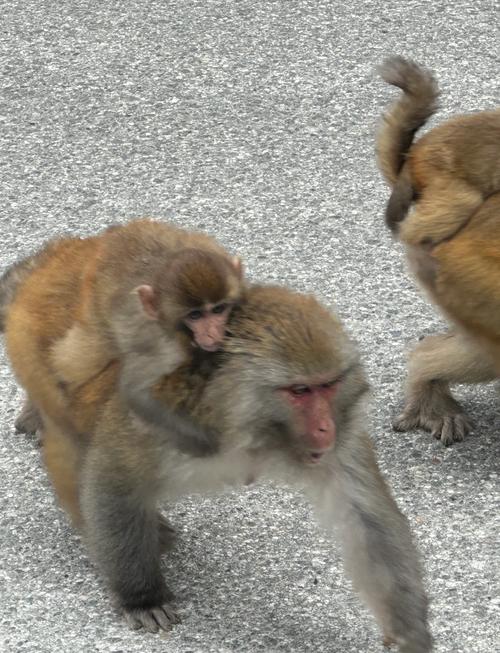 猴子喜欢什么气候，猴子喜欢什么气候环境？-第4张图片-屿企百科网