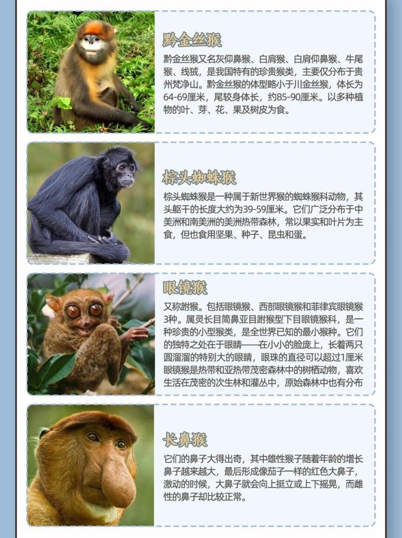 猴子喜欢什么气候，猴子喜欢什么气候环境？-第5张图片-屿企百科网