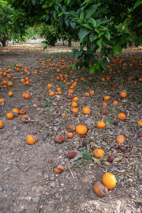 气候对橘子的影响，气候对橘子的影响？-第3张图片-屿企百科网