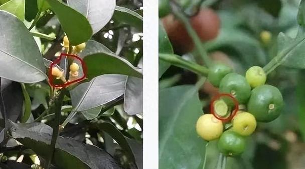 气候对橘子的影响，气候对橘子的影响？-第4张图片-屿企百科网