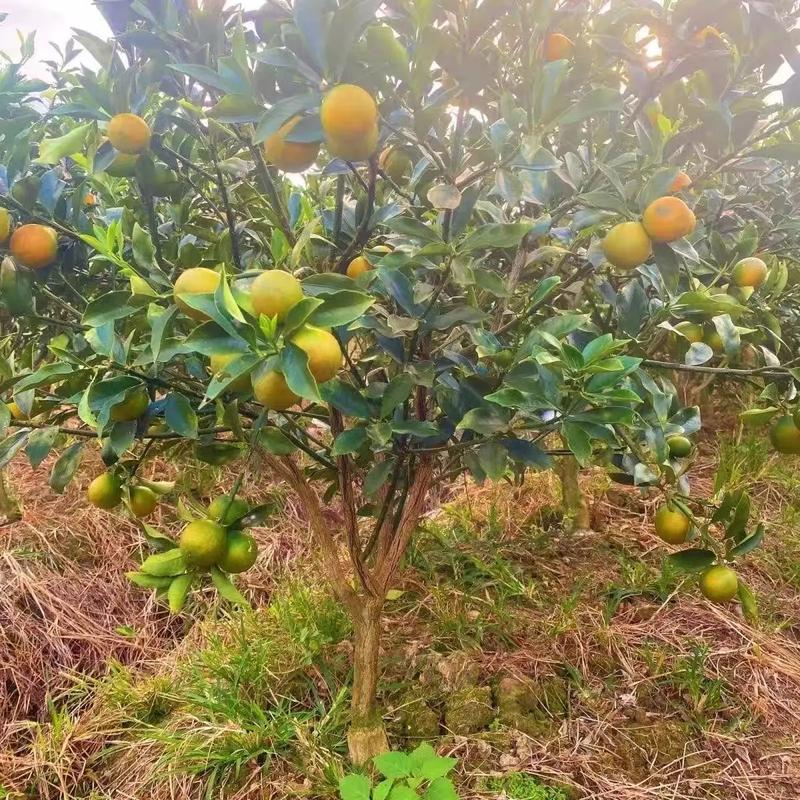 气候对橘子的影响，气候对橘子的影响？-第5张图片-屿企百科网