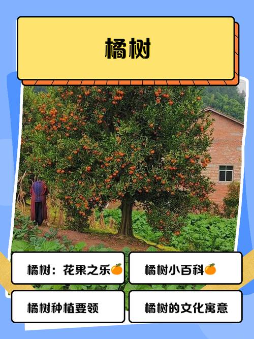 气候对橘子的影响，气候对橘子的影响？-第6张图片-屿企百科网