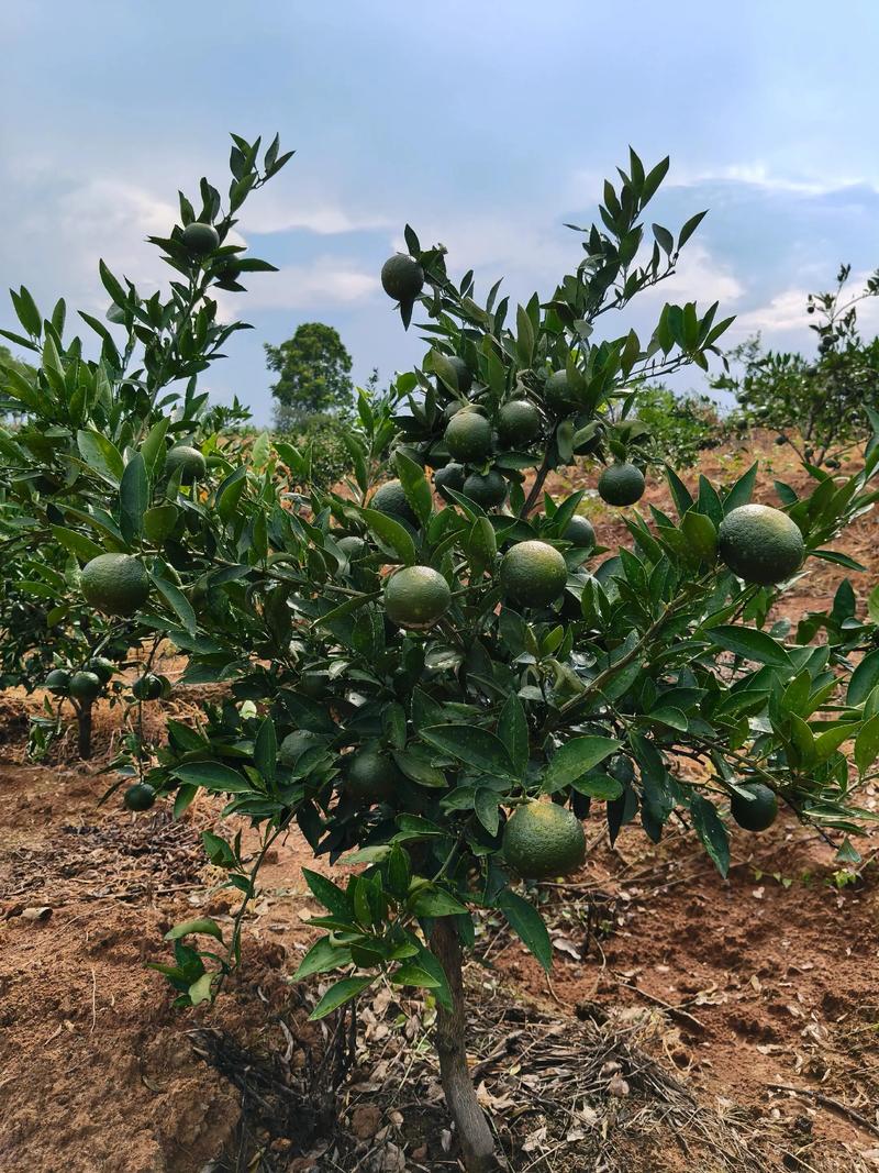 气候对橘子的影响，气候对橘子的影响？-第7张图片-屿企百科网