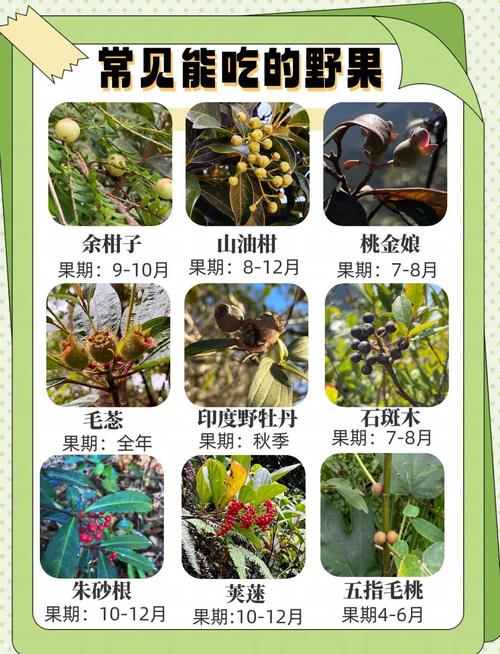 温带大陆性气候有什么水果，温带大陆性的气候类型？-第7张图片-屿企百科网