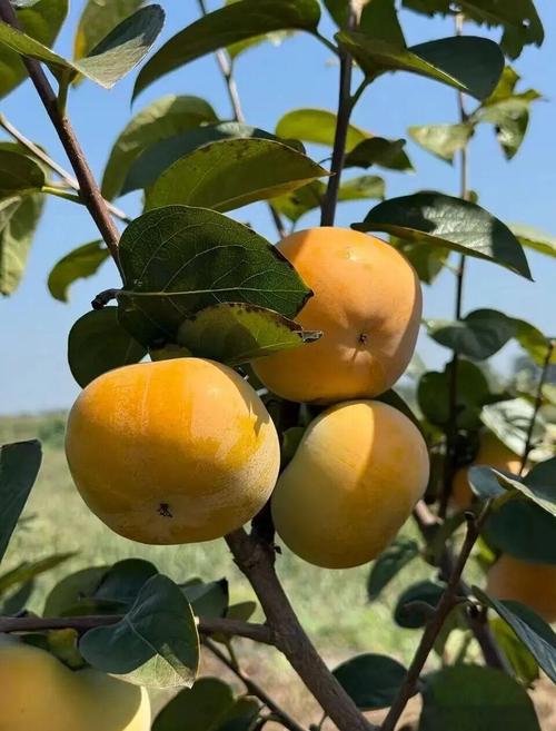 安徽冬季气温一般是多少，安徽冬天平均气温多少度？-第6张图片-屿企百科网