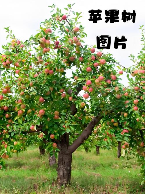 江苏宿迁气温是多少，江苏宿迁温度